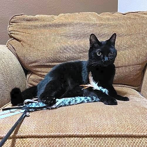 Photo of Binx