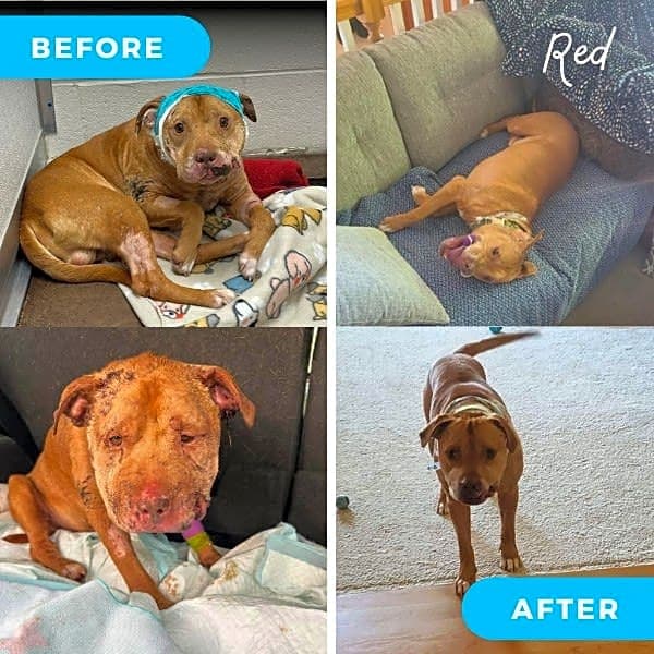 Photo of Red