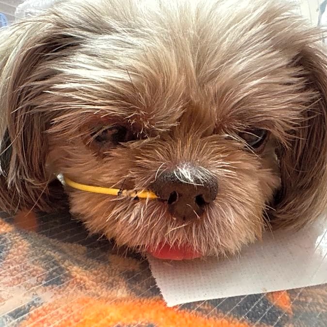 Photo of Blondie