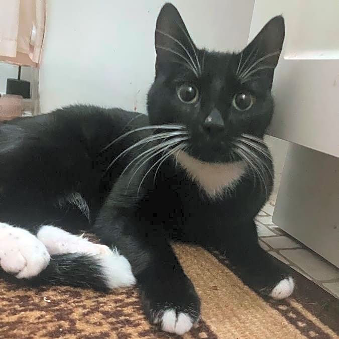 Photo of Midnight