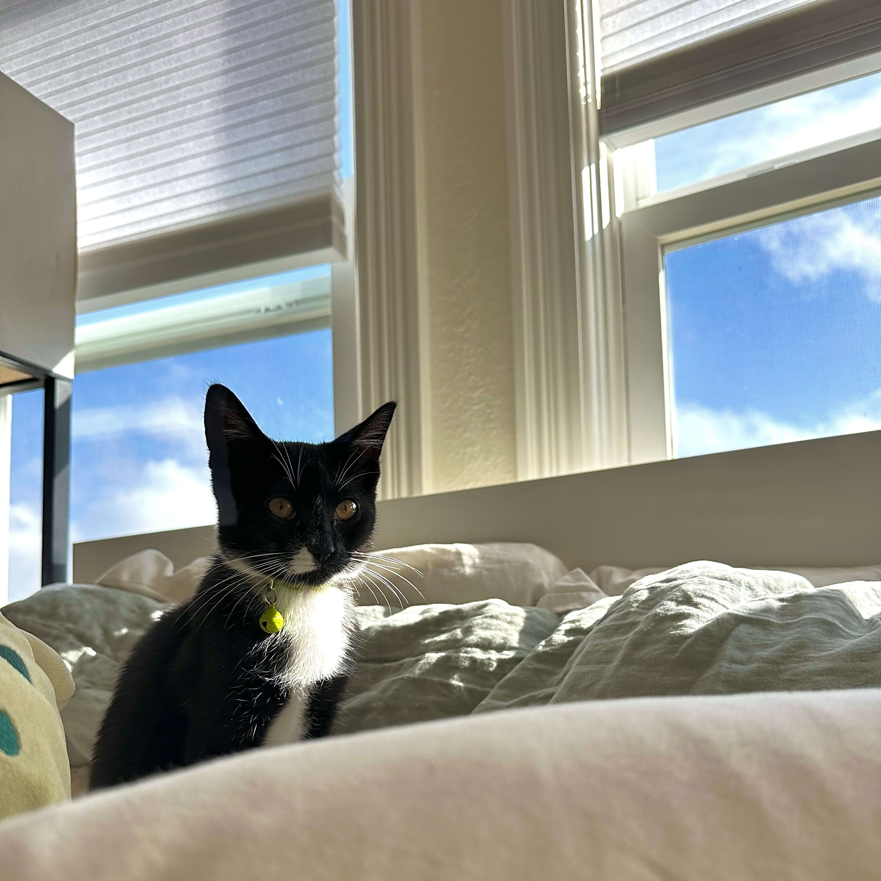 Photo of Violet