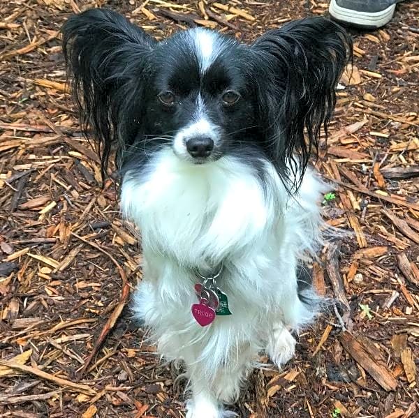 Photo of Trixie