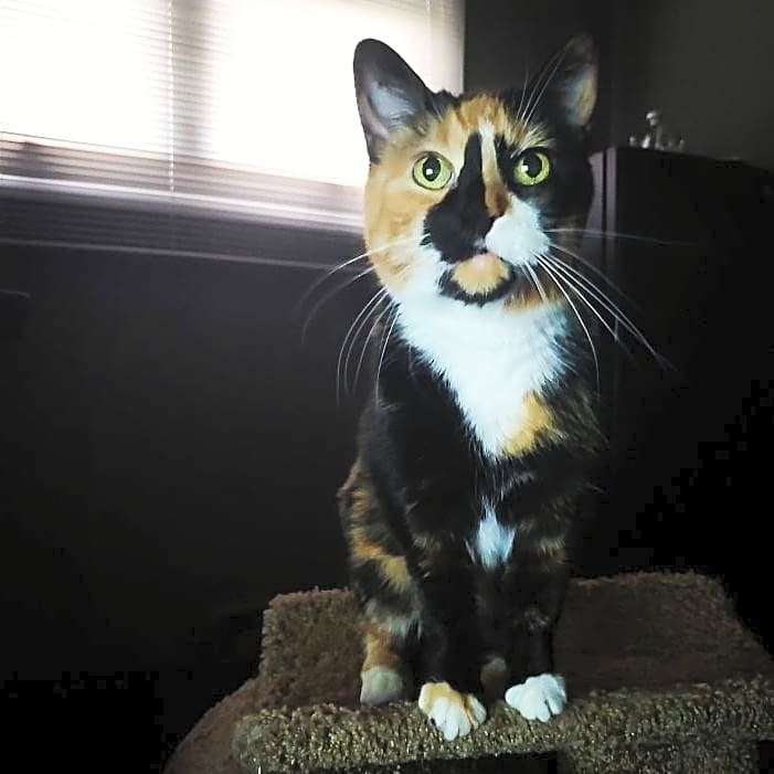 Photo of Whiskey