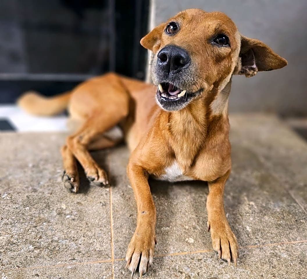 Photo of Ziva