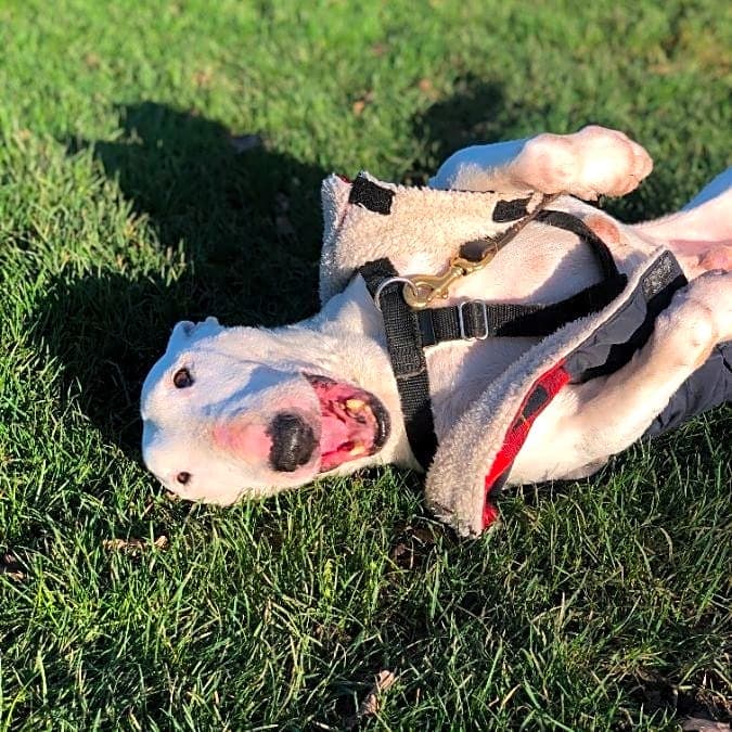Photo of Rocky