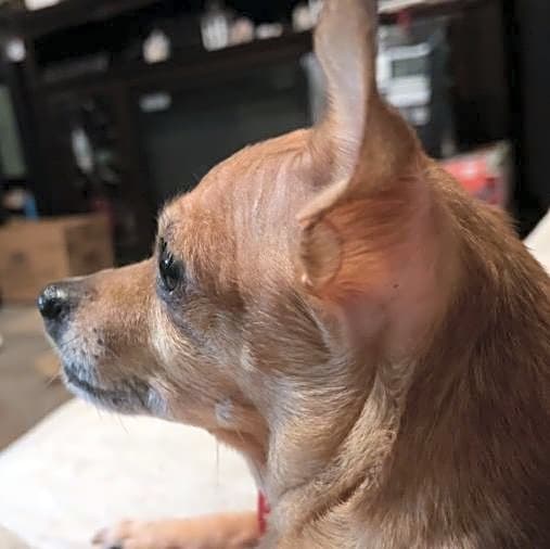 Photo of Daisy