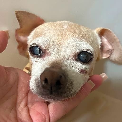 Photo of Milky