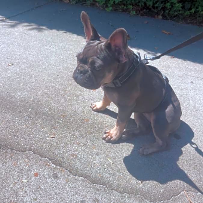 Photo of Luna