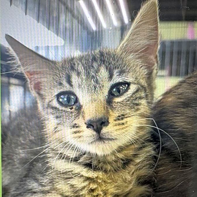 Photo of 20 Cats for TNVR