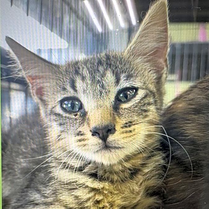 Photo of 20 Cats for TNVR