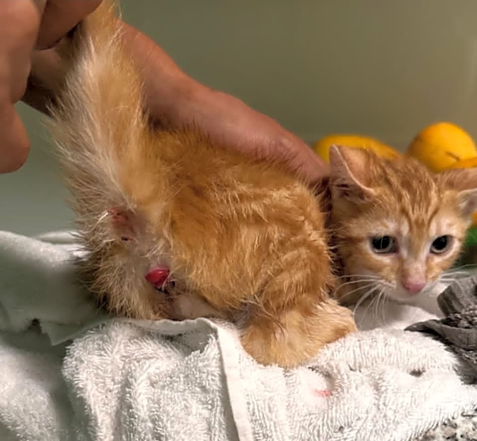 Photo of Simba