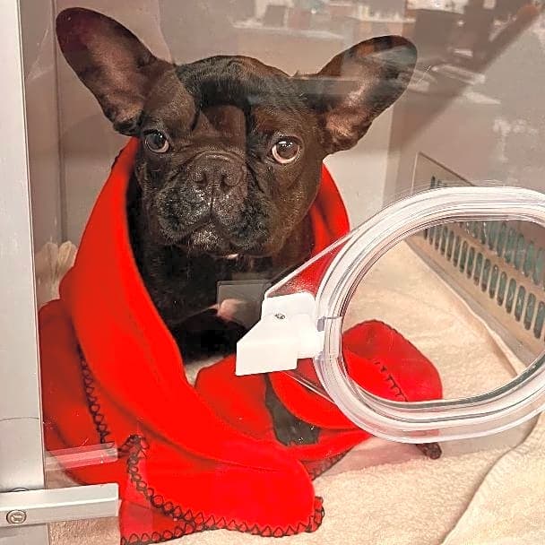 Photo of Bentley