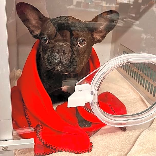 Photo of Bentley
