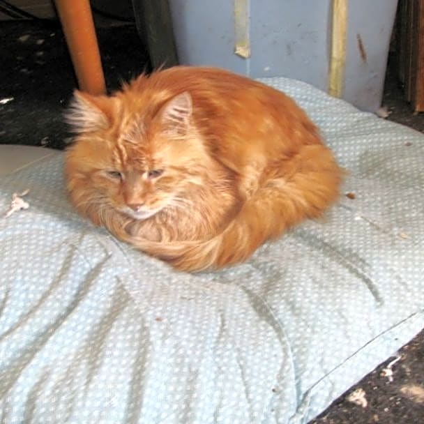 Photo of Goldilox (Goldie)