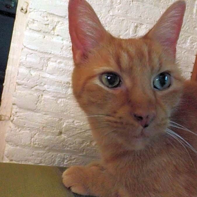 Photo of Aubie