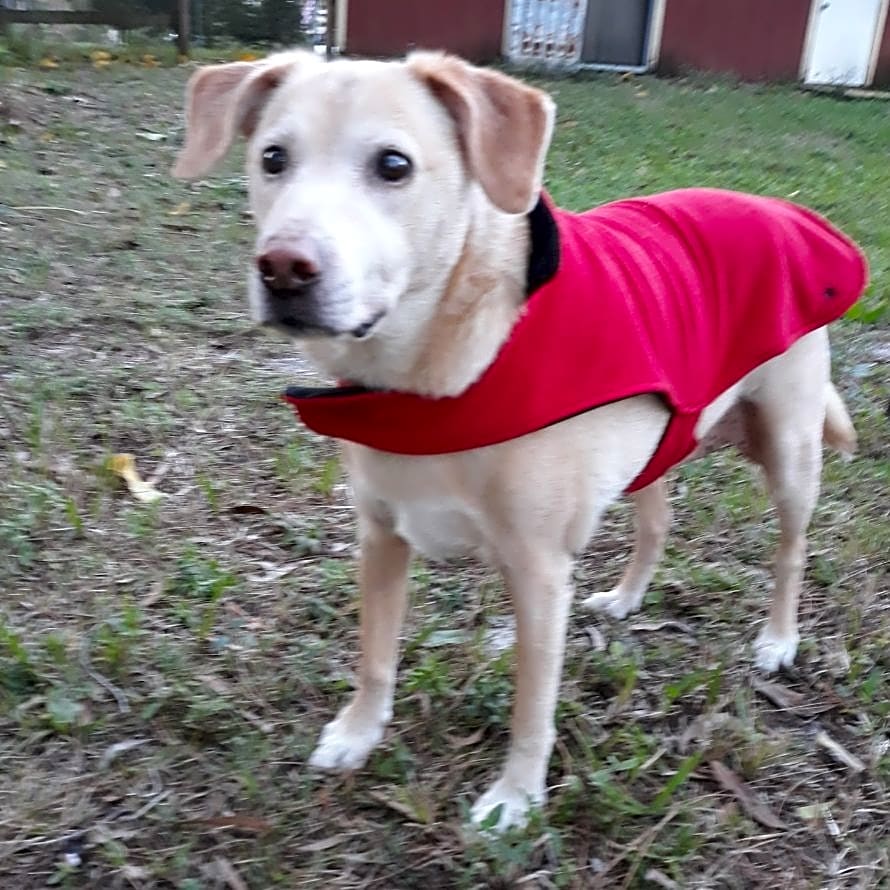 Photo of BooBoo