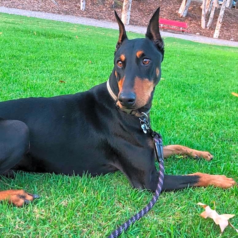 Photo of Spike