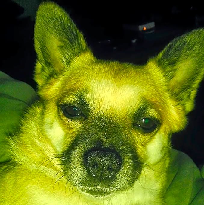 Photo of Mouse