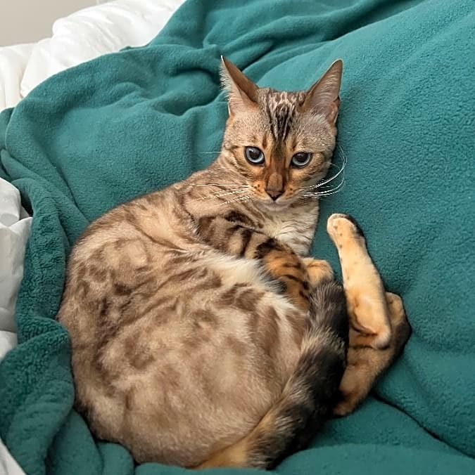 Photo of Cinnamon