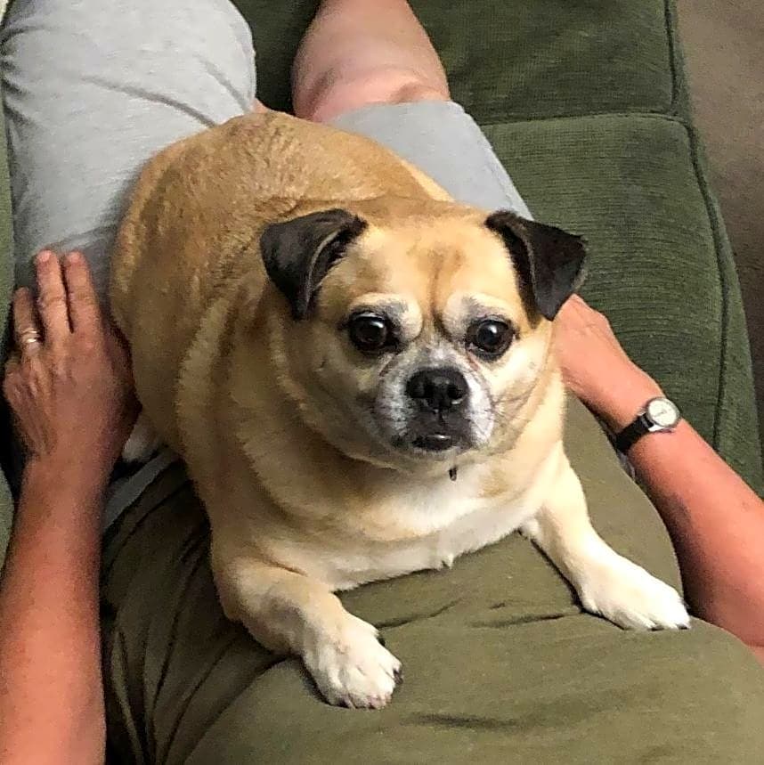 Photo of Bruiser