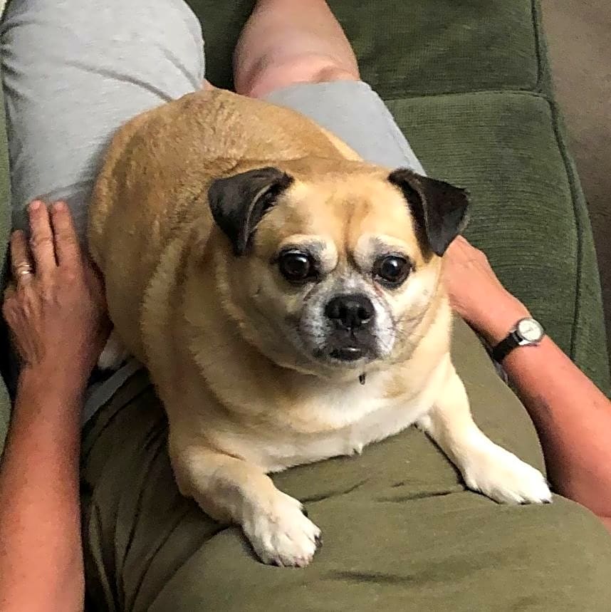 Photo of Bruiser