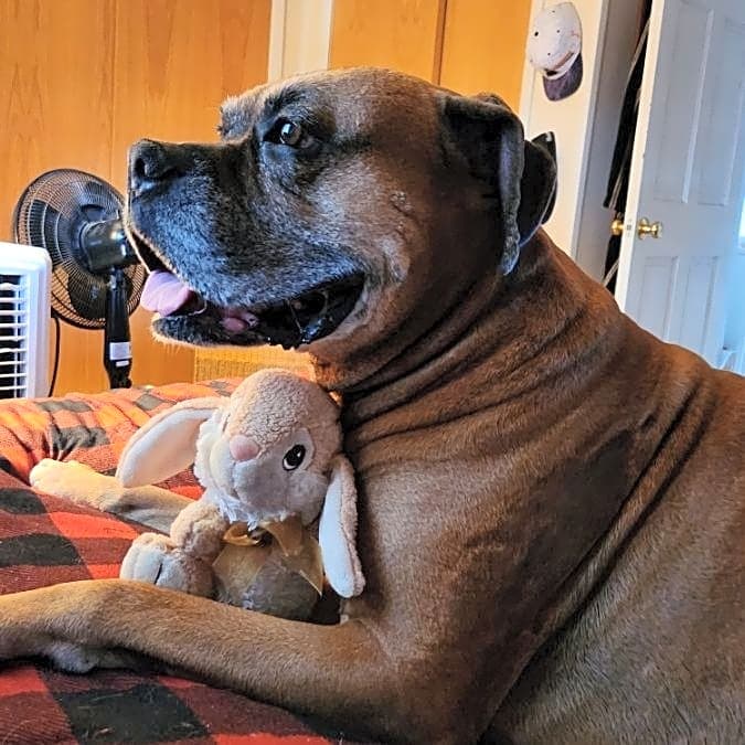 Photo of Rowdy