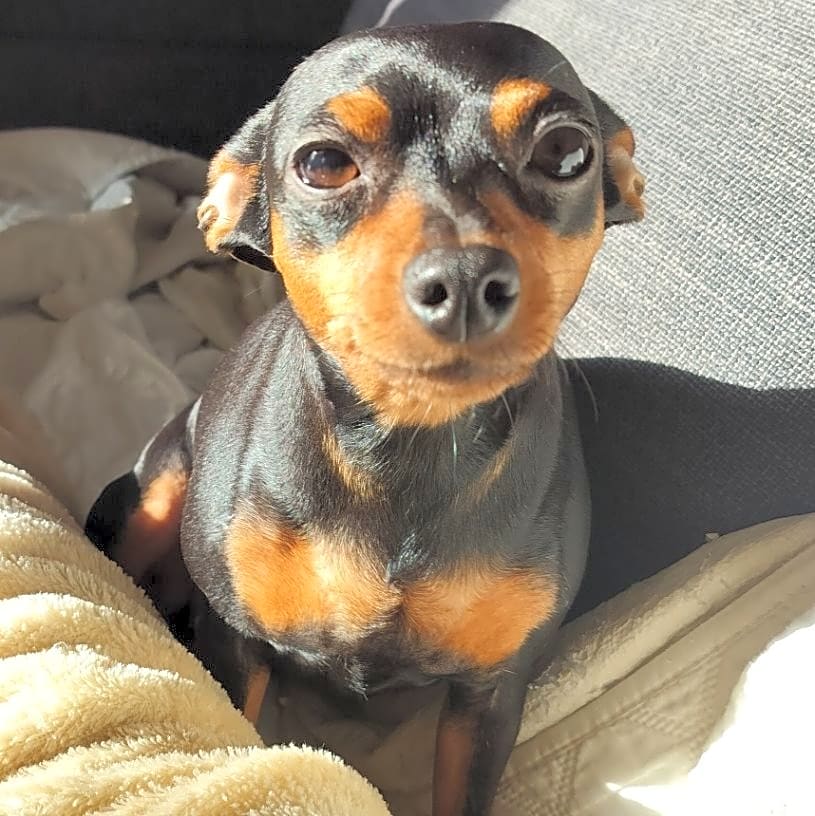 Photo of Dutchess