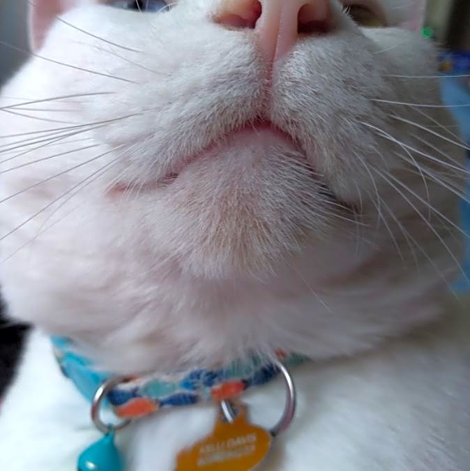Photo of Fluffy