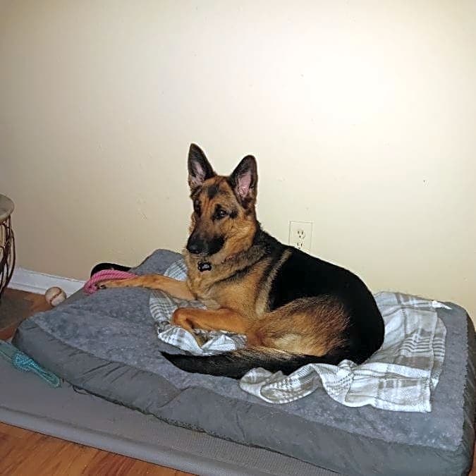Photo of Bella