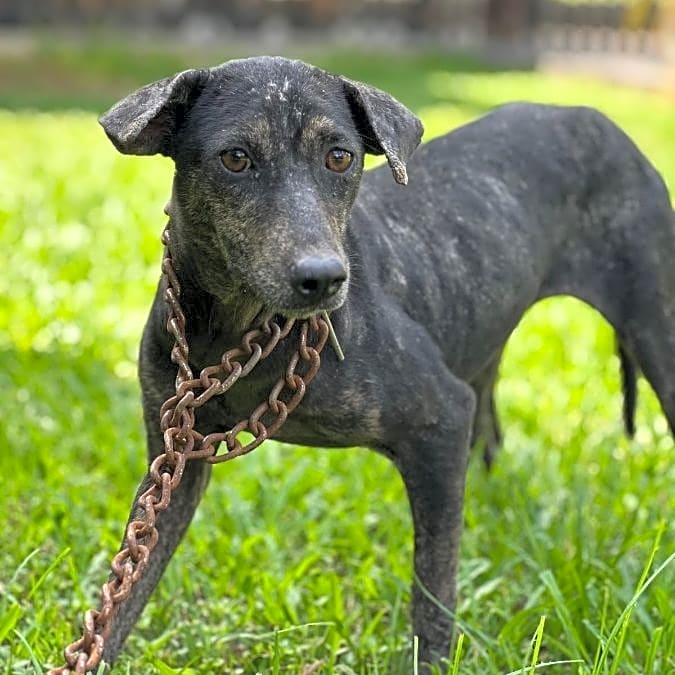 Photo of Blacky
