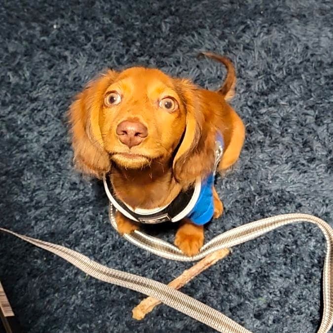 Photo of Henry