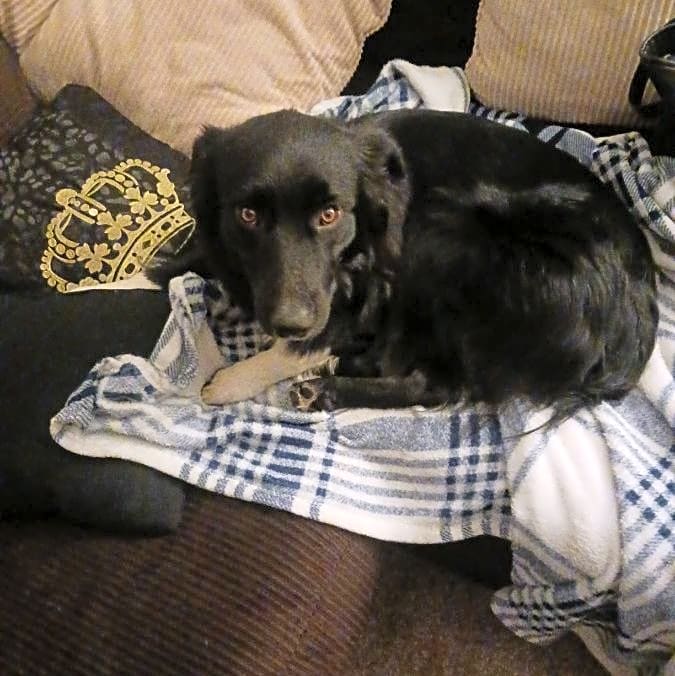 Photo of Bennie