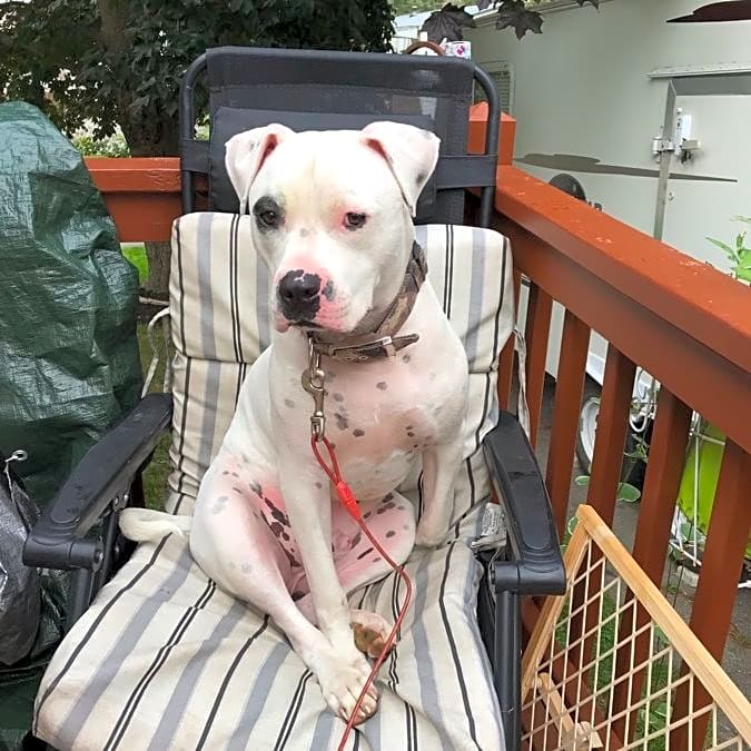 Photo of Petey