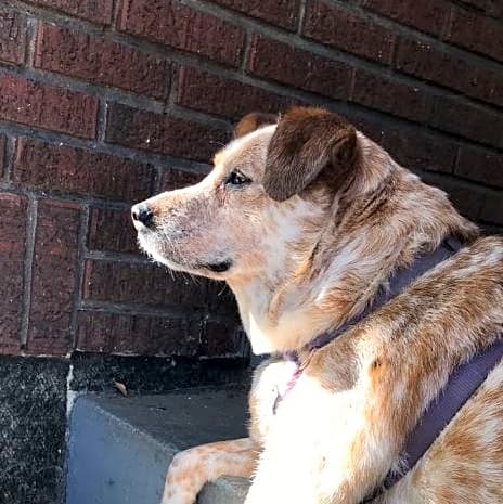 Photo of Ginger