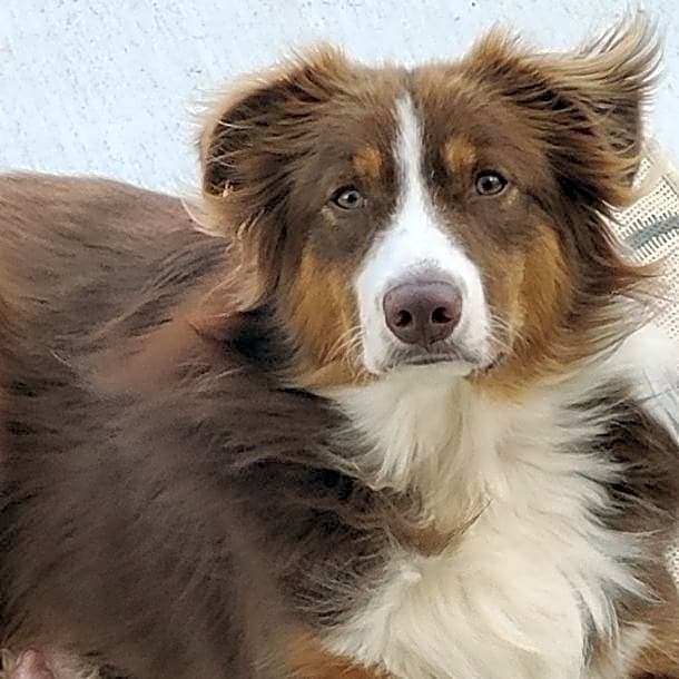 Photo of Bear