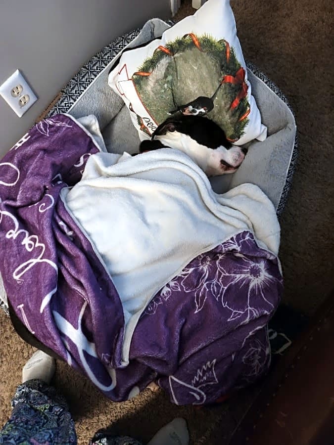 Photo of Oreo