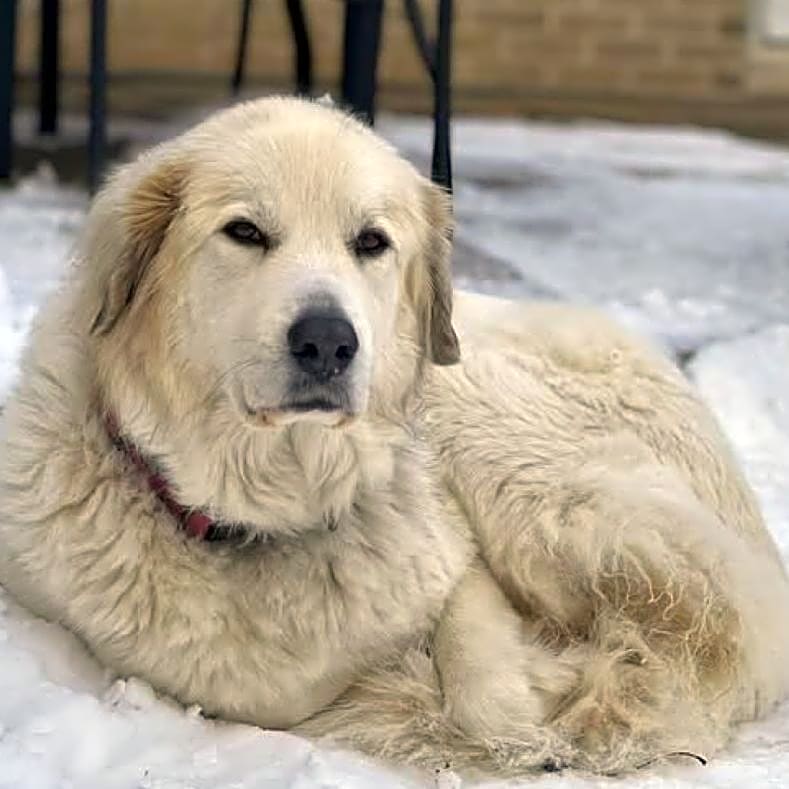 Photo of Leia