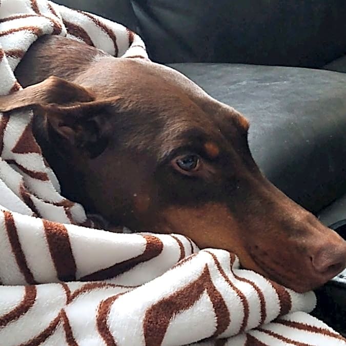 Photo of Ruby