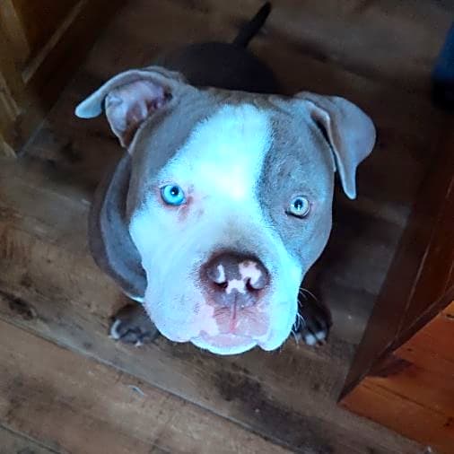 Photo of Thor
