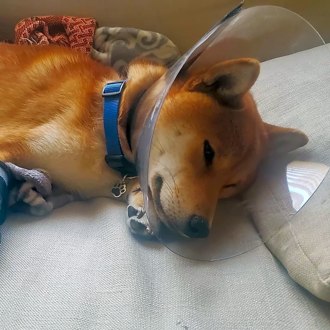 Photo of Mako