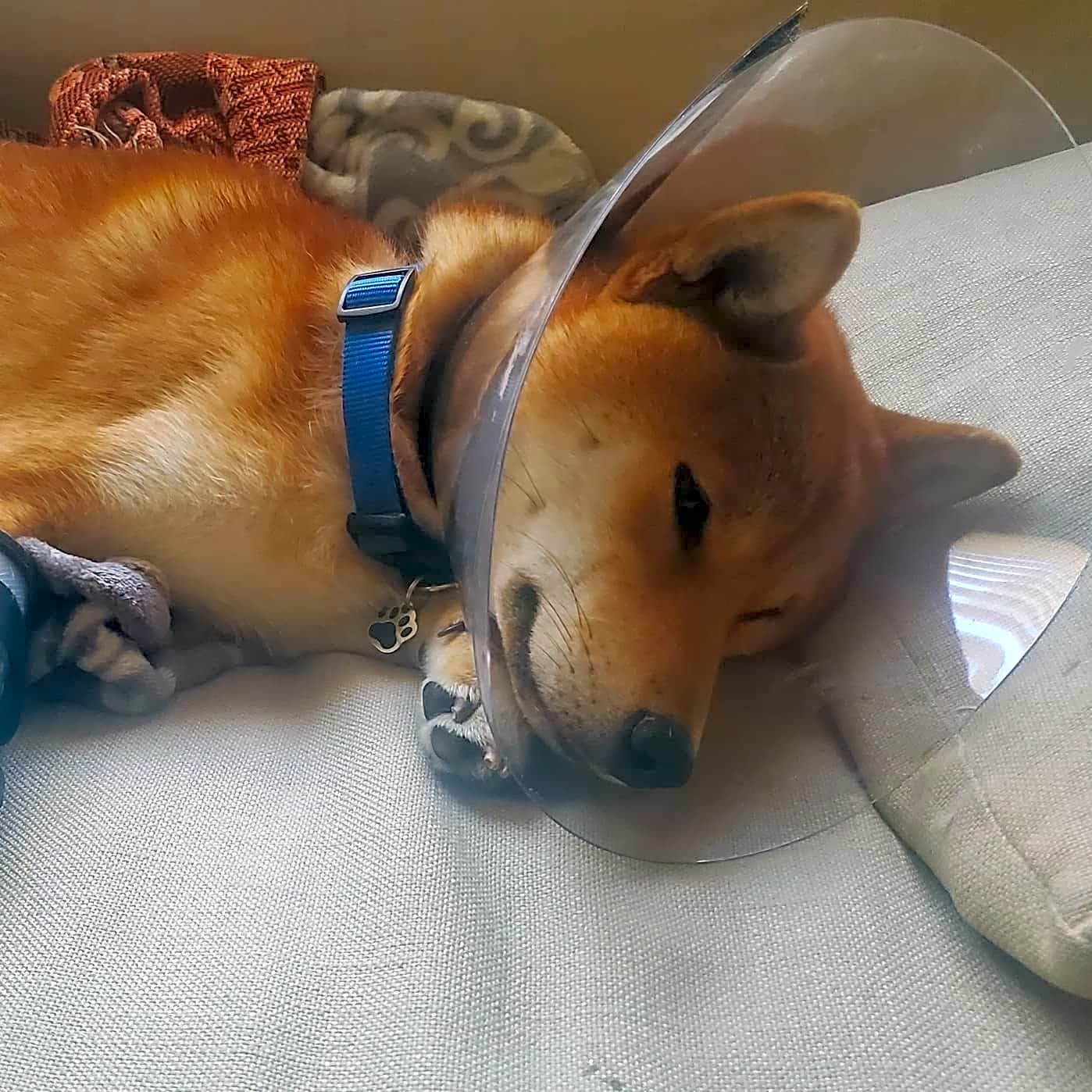 Photo of Mako