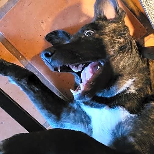 Photo of Nala