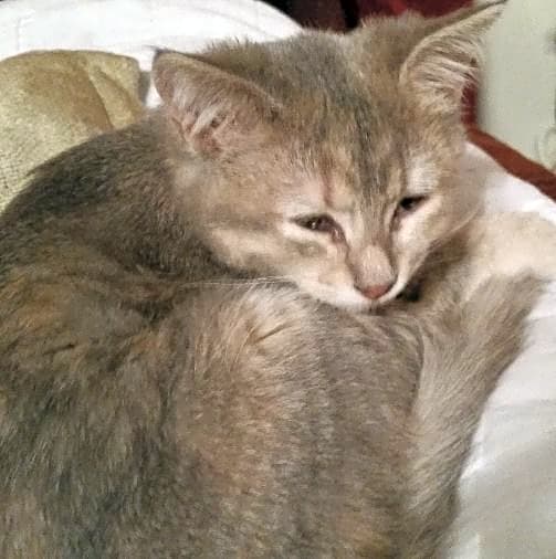 Photo of Guppy