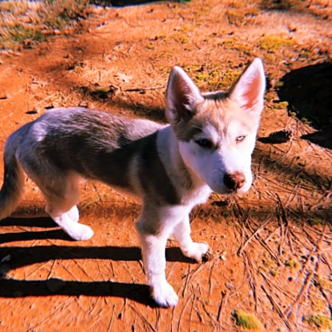 Photo of Blue