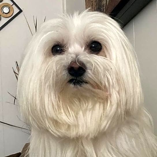 Photo of Tico