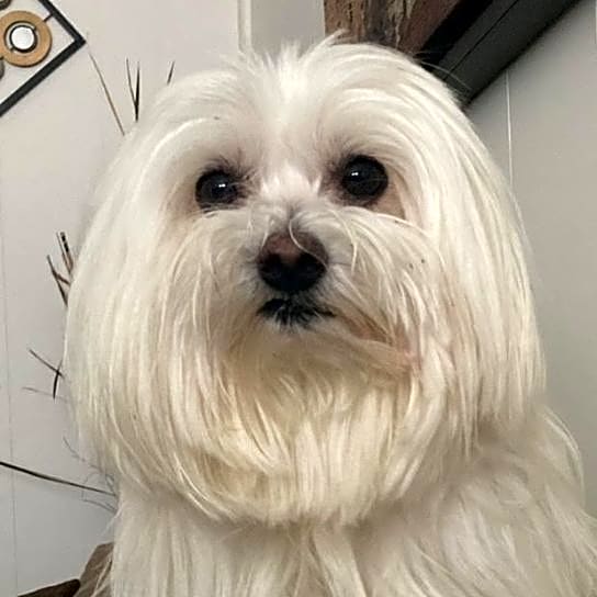 Photo of Tico