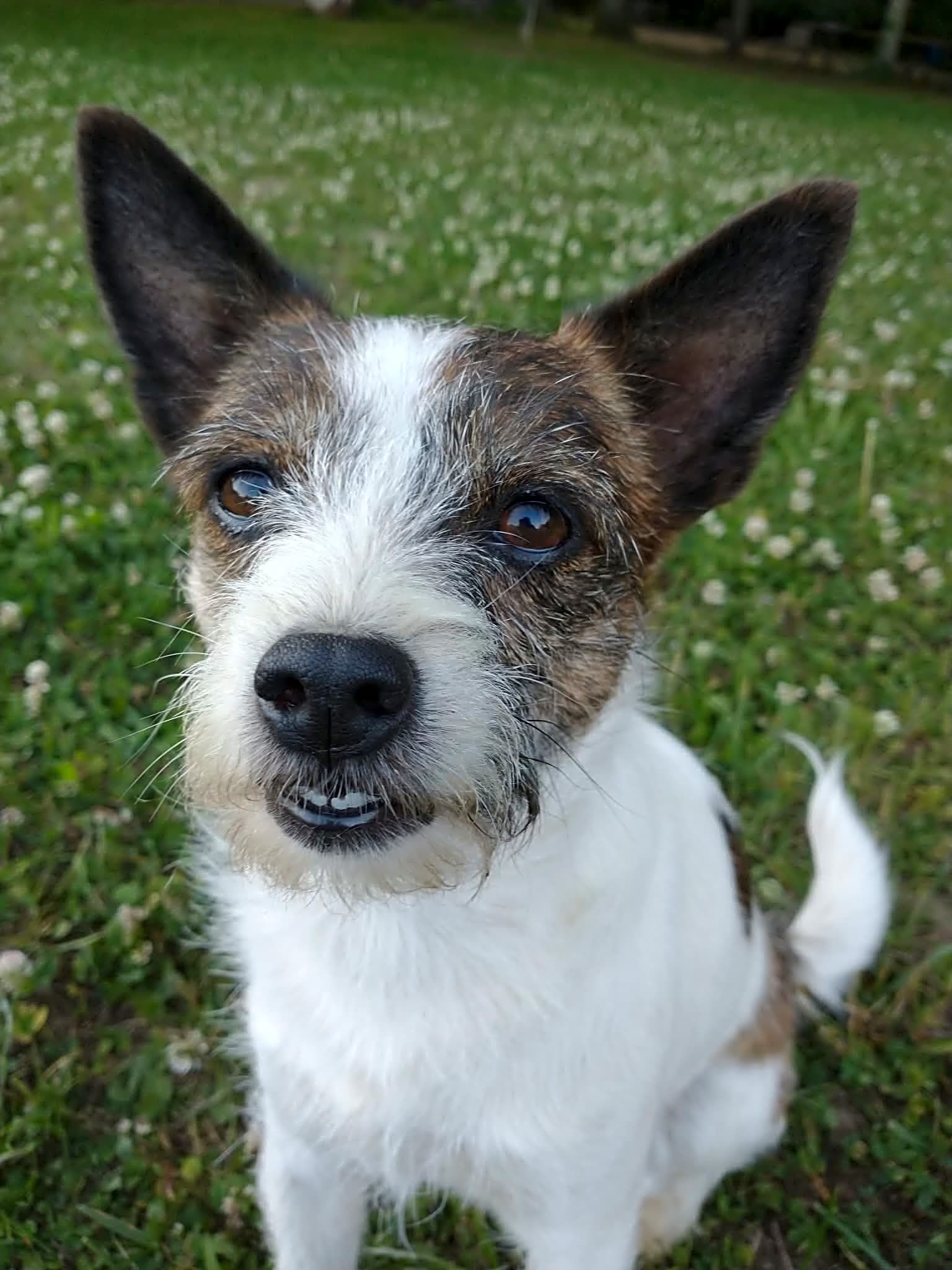 Photo of Dixie