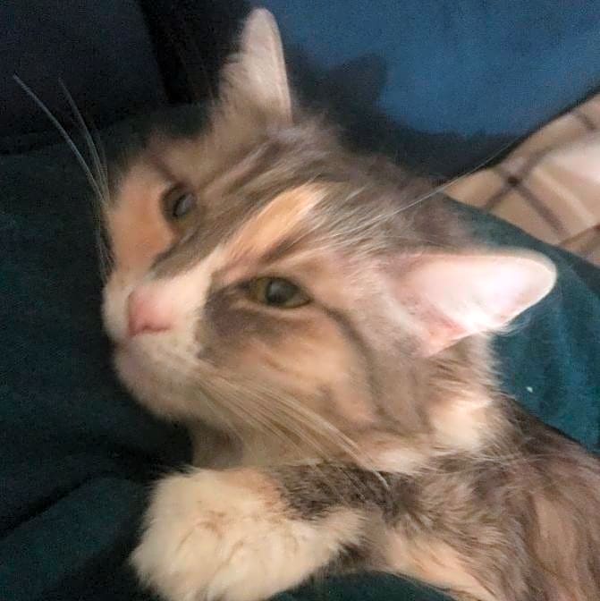 Photo of Tweetie