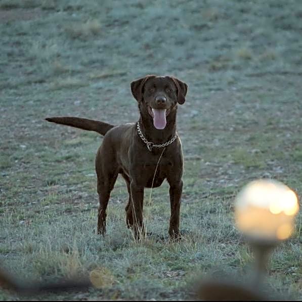 Photo of Moose