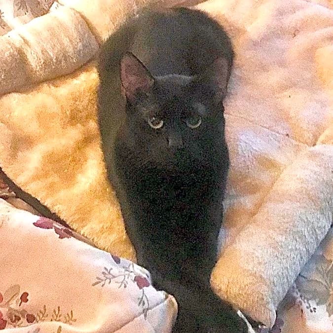 Photo of Shadow